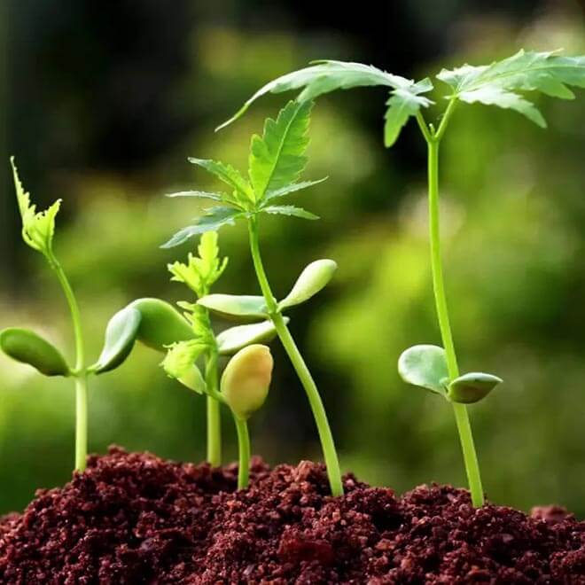 gallery of sabour agri incubators (Sabagris)